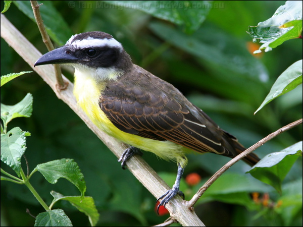 Boat-billed Flycatcher boatbill_flycatcher_22605.psd