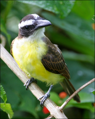 Boat-billed Flycatcher boatbill_flycatcher_22611.psd