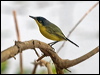 com_tody_flycatcher_204728
