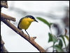 Click here to enter gallery and see photos/pictures/images of Common Tody-Flycatcher