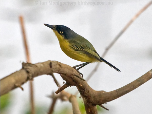 Common Tody-Flycatcher com_tody_flycatcher_204728.psd