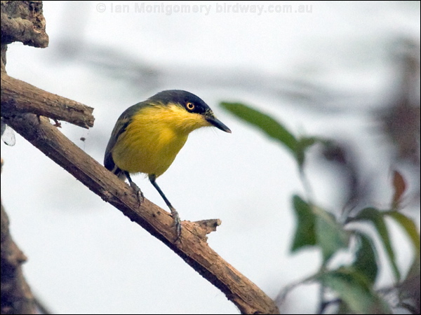 Common Tody-Flycatcher com_tody_flycatcher_204730.psd