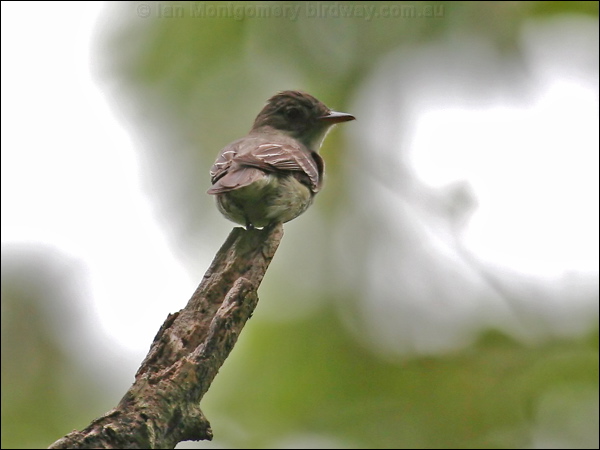 Eastern Wood Pewee eastern_wood_pewee_25920.psd