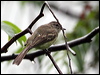 forest_elaenia_23017