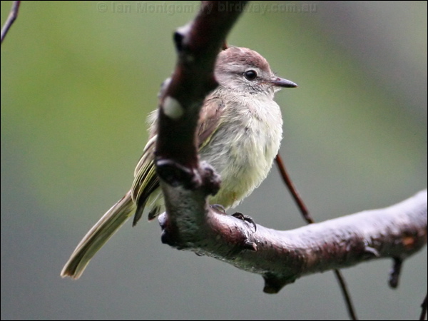 Forest Elaenia forest_elaenia_23012.psd