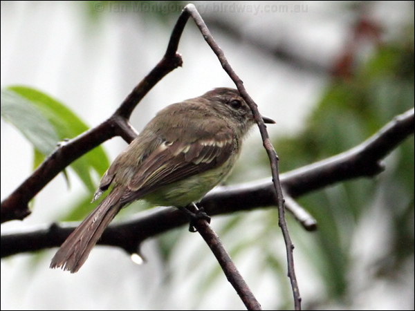 Forest Elaenia forest_elaenia_23017.psd