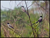 fork_tail_flycatcher_203953