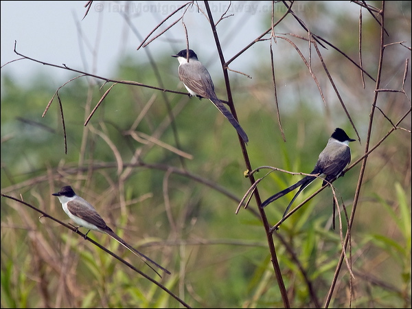 Fork-tailed Flycatcher fork_tail_flycatcher_203953.psd