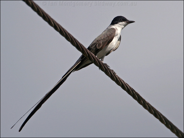 Fork-tailed Flycatcher forktail_flycatcher_23422.jpg