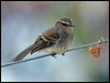 fuscous_flycatcher_206033