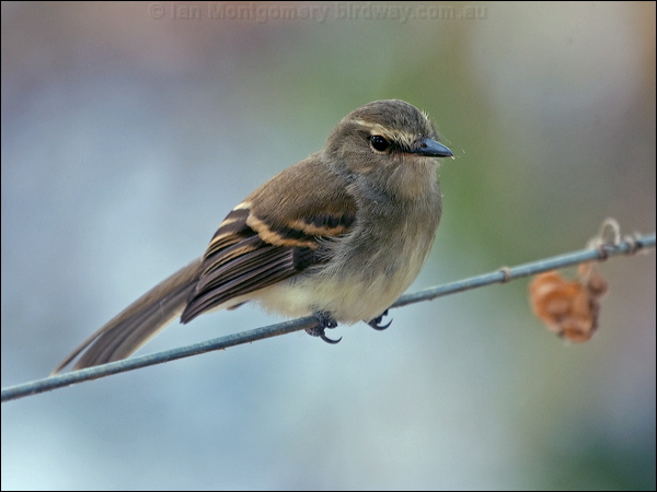 Fuscous Flycatcher fuscous_flycatcher_206033.psd