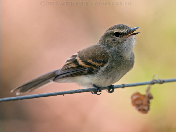 Fuscous Flycatcher fuscous_flycatcher_206042.psd