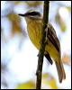 goldcrown_flycatcher_24779