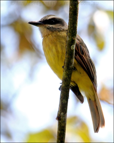 Golden-crowned Flycatcher goldcrown_flycatcher_24779.psd