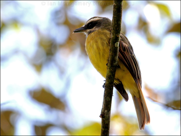Golden-crowned Flycatcher goldcrown_flycatcher_24781.psd