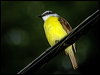 great_kiskadee_112542