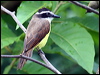 great_kiskadee_21956