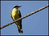 great_kiskadee_23418
