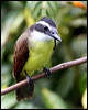 great_kiskadee_24223