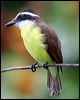 great_kiskadee_24455