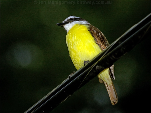 Great Kiskadee great_kiskadee_112542.psd