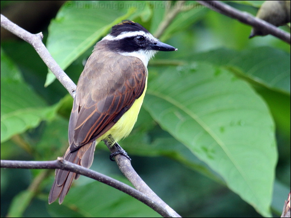 Great Kiskadee great_kiskadee_21956.psd