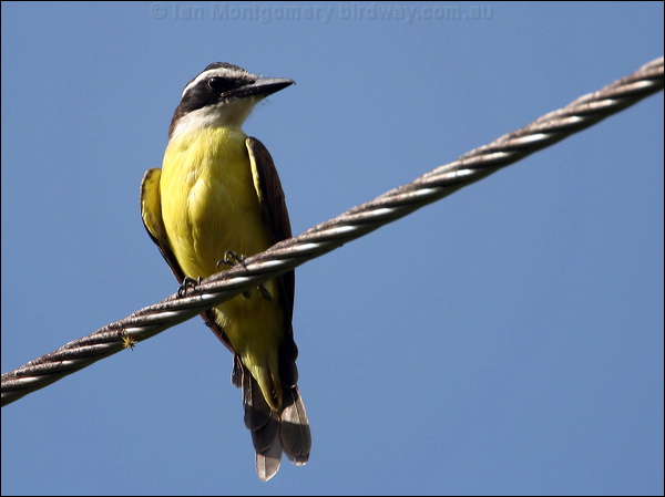 Great Kiskadee great_kiskadee_23418.psd