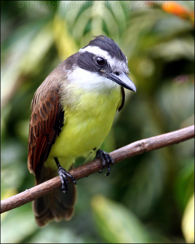 Great Kiskadee great_kiskadee_24223.psd