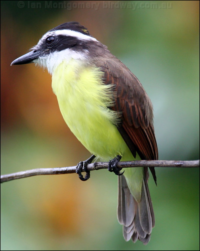 Great Kiskadee great_kiskadee_24455.psd