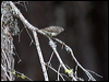hammonds_flycatcher_68491