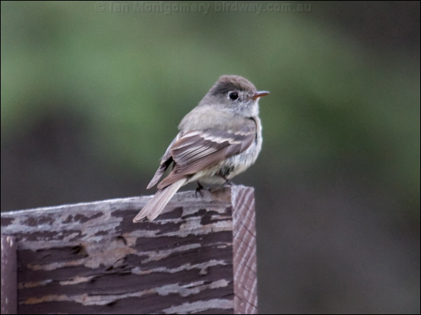 Hammond's Flycatcher hammonds_flycatcher_68490.psd