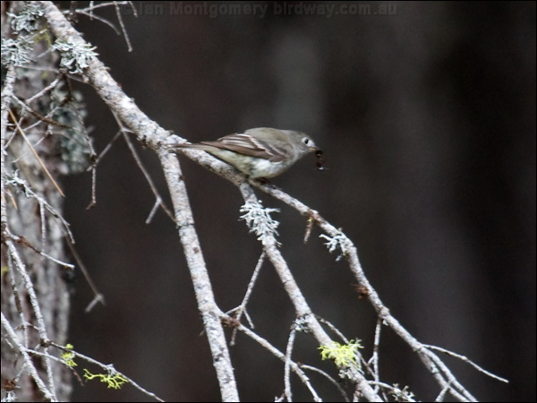 Hammond's Flycatcher hammonds_flycatcher_68491.psd
