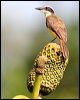 lesser_kiskadee_26881