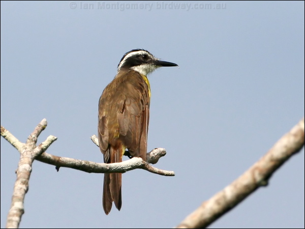 Lesser Kiskadee lesser_kiskadee_26880.psd