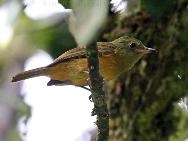 Ochre-bellied Flycatcher ochrebellyflycatcher_23638.psd