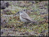 Click here to enter gallery and see photos/pictures/images of Ochre-naped Ground Tyrant