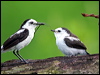 pied_water_tyrant_24079