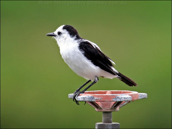 Pied Water Tyrant pied_water_tyrant_22847.psd