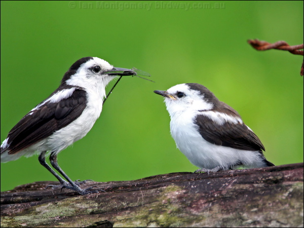 Pied Water Tyrant pied_water_tyrant_24079.psd
