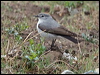 Click here to enter gallery and see photos/pictures/images of Rufous-naped Ground Tyrant