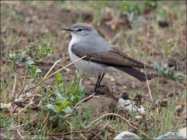Rufous-naped Ground Tyrant rf_nape_grnd_tyrant_208749.psd
