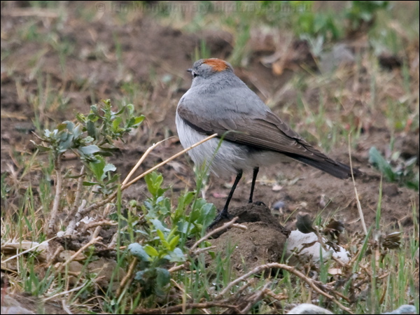 Rufous-naped Ground Tyrant rf_nape_grnd_tyrant_208750.psd