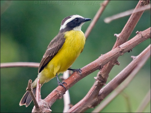 Rusty-margined Flycatcher rustmarg_flycatcher_206820.psd