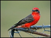 scarlet_flycatcher_206684