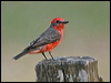 scarlet_flycatcher_206687