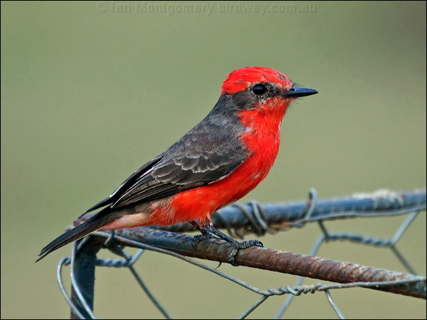 Scarlet Flycatcher scarlet_flycatcher_206685.psd