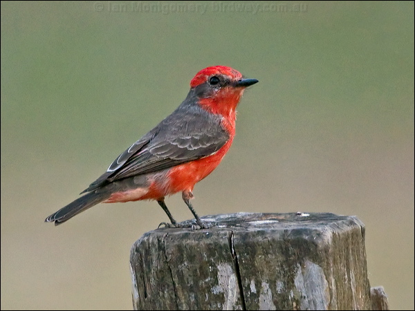 Scarlet Flycatcher scarlet_flycatcher_206687.psd