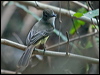 sh_crest_flycatcher_205778