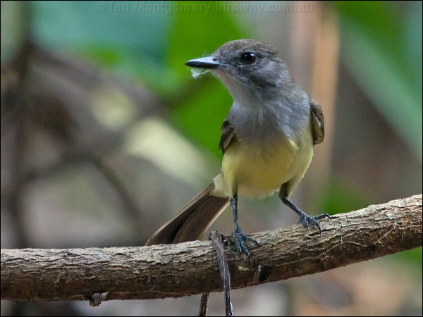 Short-crested Flycatcher sh_crest_flycatcher_205775.psd