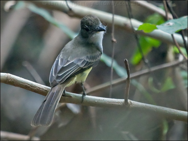Short-crested Flycatcher sh_crest_flycatcher_205778.psd